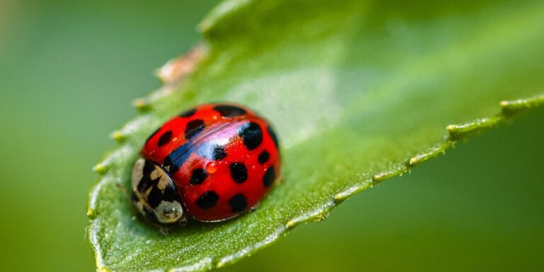 Photo by Alexas_Fotos ladybug, asian, nature, beetle, insect, close up, animal, macro, fauna, summer, plant, leaf, garden, spring, entomology, species, red, green, happy