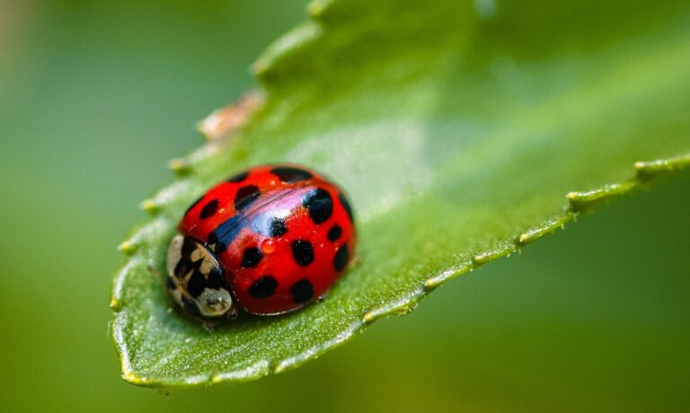 Photo by Alexas_Fotos ladybug, asian, nature, beetle, insect, close up, animal, macro, fauna, summer, plant, leaf, garden, spring, entomology, species, red, green, happy
