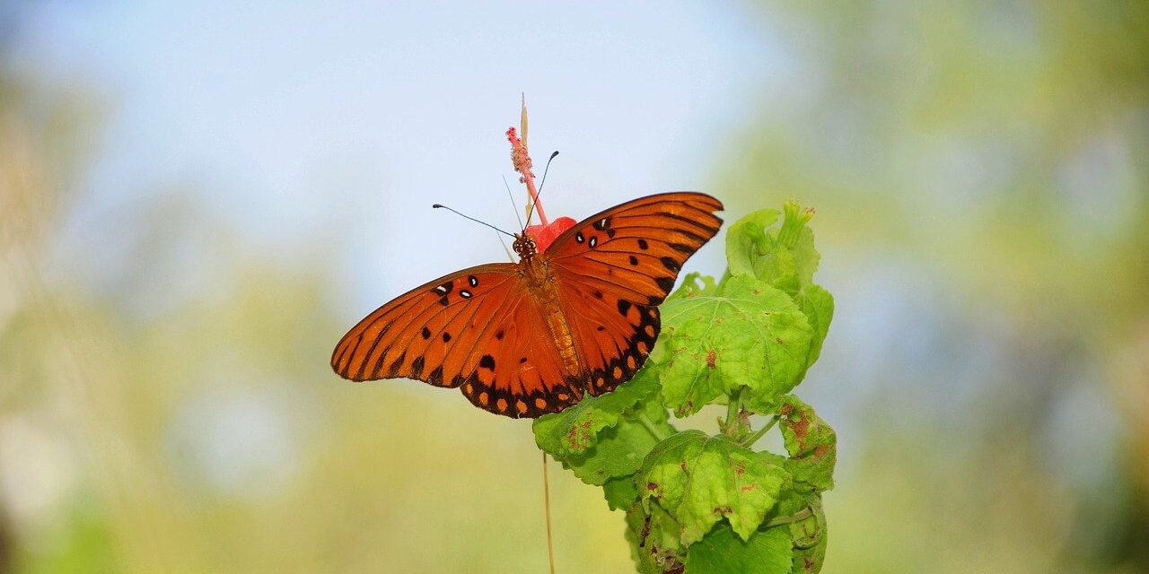Photo by anselmo7511 butterfly, nature, insect, pollinate, flower