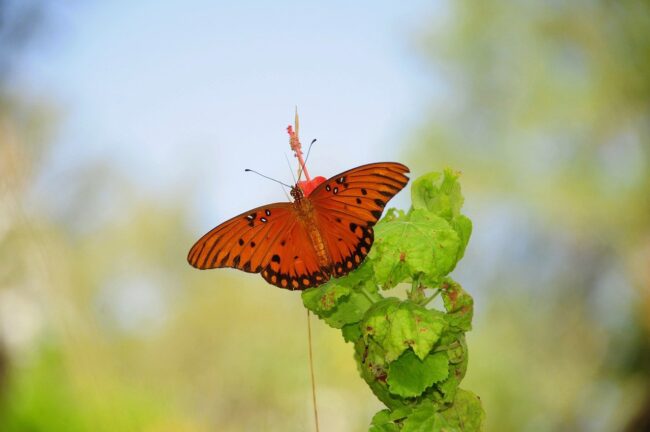 butterfly, nature, insect, pollinate, flower