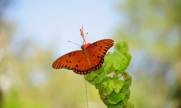 Photo by anselmo7511 butterfly, nature, insect, pollinate, flower