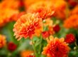chrysanthemums, blossoms, flowers, petals, fall, orange, bud, nature, botany, plant, close up