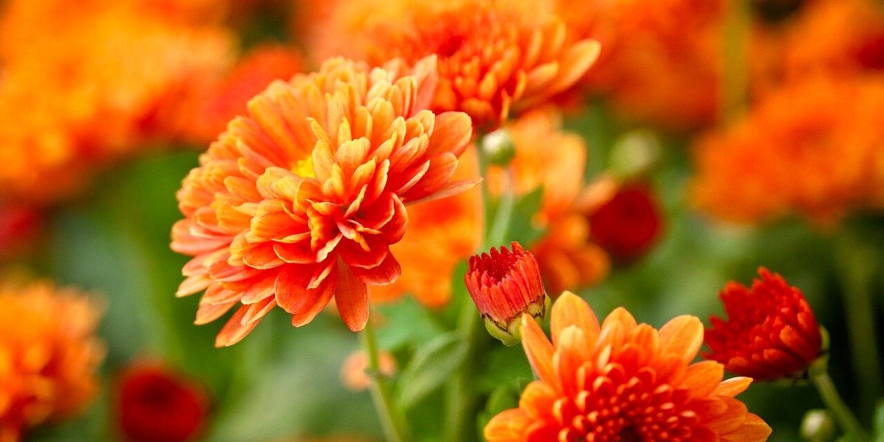 chrysanthemums, blossoms, flowers, petals, fall, orange, bud, nature, botany, plant, close up