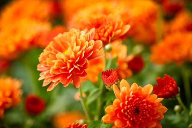Photo by manfredrichter chrysanthemums, blossoms, flowers, petals, fall, orange, bud, nature, botany, plant, close up