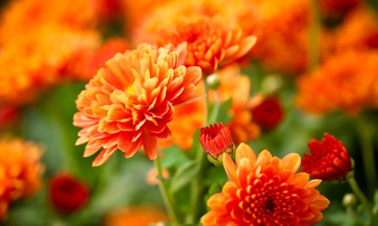 Photo by manfredrichter chrysanthemums, blossoms, flowers, petals, fall, orange, bud, nature, botany, plant, close up