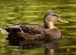 mallard, duck, nature, water bird, bird, animal, plumage, wildlife, ornithology, duck bird, bird watching