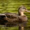 mallard, duck, nature, water bird, bird, animal, plumage, wildlife, ornithology, duck bird, bird watching