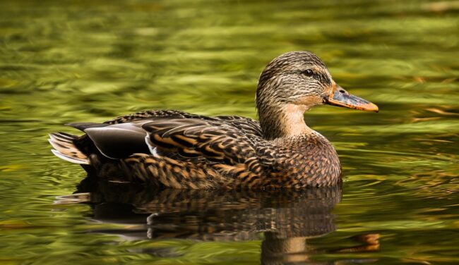 mallard, duck, nature, water bird, bird, animal, plumage, wildlife, ornithology, duck bird, bird watching