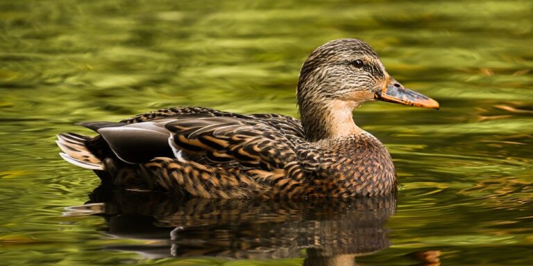 Photo by Alexas_Fotos mallard, duck, nature, water bird, bird, animal, plumage, wildlife, ornithology, duck bird, bird watching