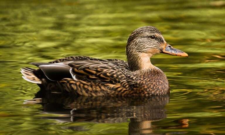 Photo by Alexas_Fotos mallard, duck, nature, water bird, bird, animal, plumage, wildlife, ornithology, duck bird, bird watching