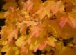 autumn leaves, fall, leaves, nature, fall season, autumn colors, tree, forest, october, maple, maple leaves, deciduous forest