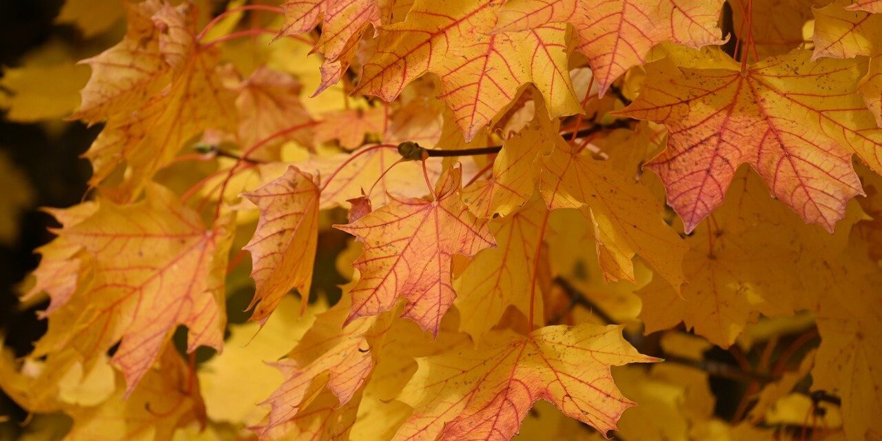 Photo by Alexas_Fotos autumn leaves, fall, leaves, nature, fall season, autumn colors, tree, forest, october, maple, maple leaves, deciduous forest