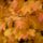 autumn leaves, fall, leaves, nature, fall season, autumn colors, tree, forest, october, maple, maple leaves, deciduous forest
