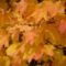 autumn leaves, fall, leaves, nature, fall season, autumn colors, tree, forest, october, maple, maple leaves, deciduous forest