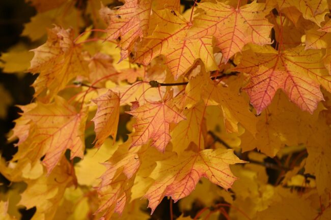 autumn leaves, fall, leaves, nature, fall season, autumn colors, tree, forest, october, maple, maple leaves, deciduous forest
