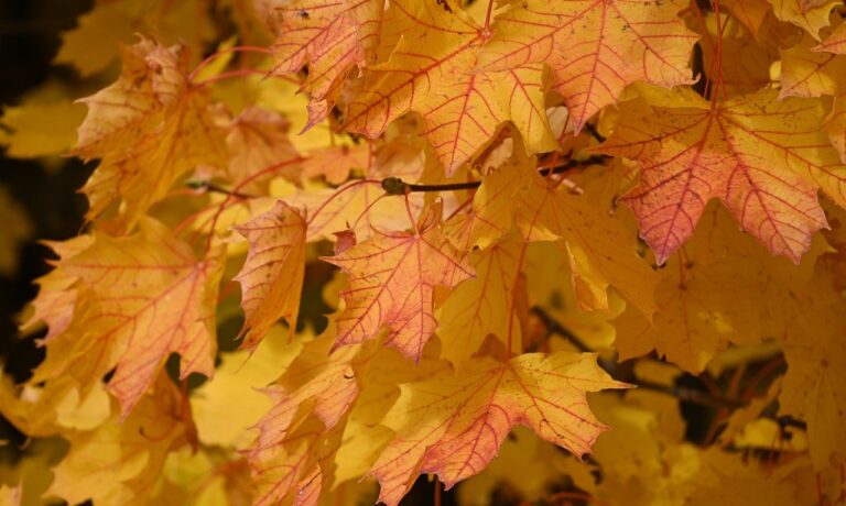 Photo by Alexas_Fotos autumn leaves, fall, leaves, nature, fall season, autumn colors, tree, forest, october, maple, maple leaves, deciduous forest