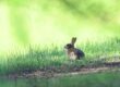 rabbit, european rabbit, oryctolagus cuniculus, mammal, animal, long eared, wild rabbit, wild, easter bunny, fur, wild animal, wildlife, nature, forest, animal portrait, big ears, ears
