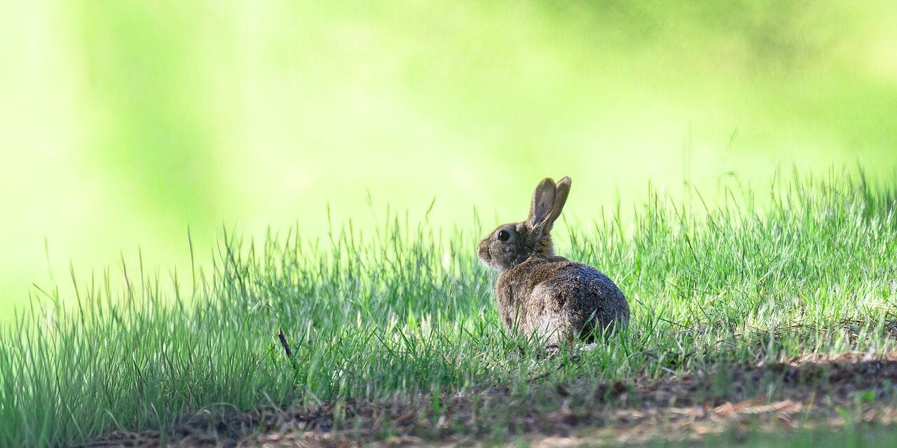 Photo by pen_ash rabbit, european rabbit, oryctolagus cuniculus, mammal, animal, long eared, wild rabbit, wild, easter bunny, fur, wild animal, wildlife, nature, forest, animal portrait, big ears, ears