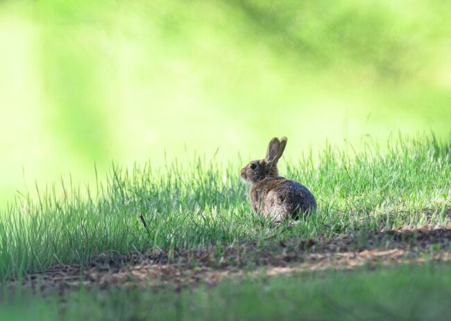rabbit, european rabbit, oryctolagus cuniculus, mammal, animal, long eared, wild rabbit, wild, easter bunny, fur, wild animal, wildlife, nature, forest, animal portrait, big ears, ears