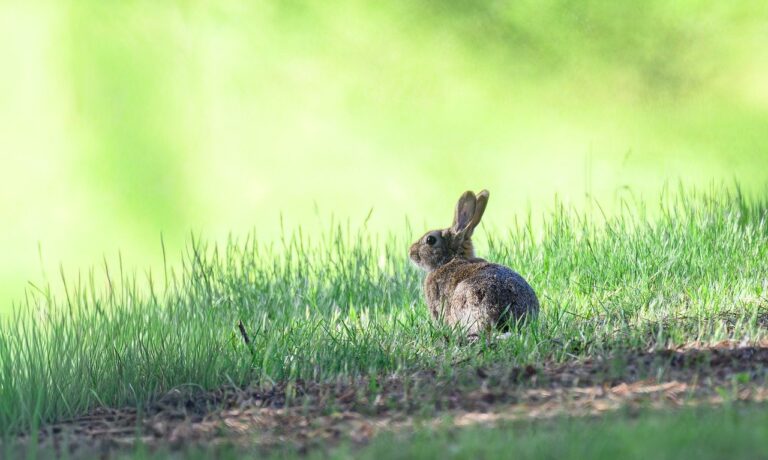 Photo by pen_ash rabbit, european rabbit, oryctolagus cuniculus, mammal, animal, long eared, wild rabbit, wild, easter bunny, fur, wild animal, wildlife, nature, forest, animal portrait, big ears, ears