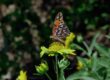 butterfly, nature, insect, wings, pollinate, pollination