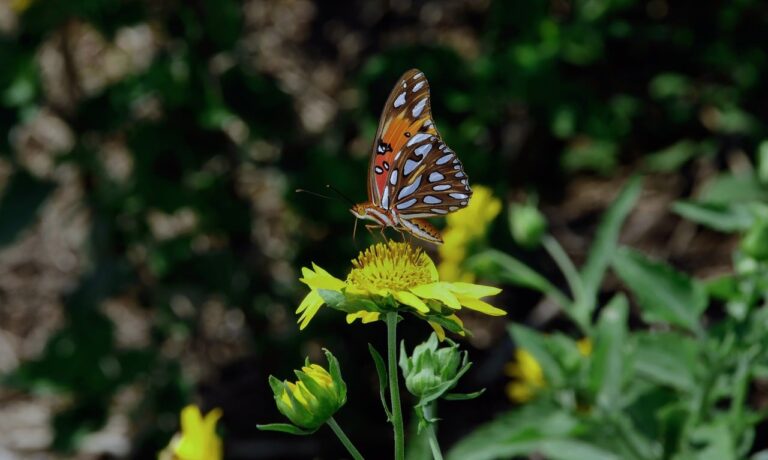 Photo by anselmo7511 butterfly, nature, insect, wings, pollinate, pollination