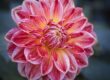 dahlia, beautiful flowers, blossom, flower background, flora, flower, plant, garden, petals, botany, close-up, macro, flower wallpaper, nature, bloom, red, yellow, herbst