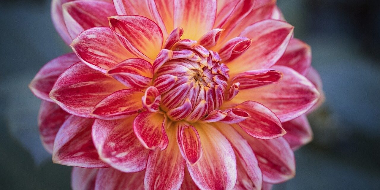 dahlia, beautiful flowers, blossom, flower background, flora, flower, plant, garden, petals, botany, close-up, macro, flower wallpaper, nature, bloom, red, yellow, herbst