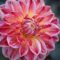 dahlia, beautiful flowers, blossom, flower background, flora, flower, plant, garden, petals, botany, close-up, macro, flower wallpaper, nature, bloom, red, yellow, herbst