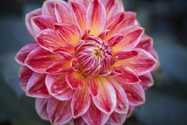 dahlia, beautiful flowers, blossom, flower background, flora, flower, plant, garden, petals, botany, close-up, macro, flower wallpaper, nature, bloom, red, yellow, herbst