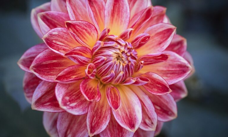 Photo by HeiKiwi dahlia, beautiful flowers, blossom, flower background, flora, flower, plant, garden, petals, botany, close-up, macro, flower wallpaper, nature, bloom, red, yellow, herbst