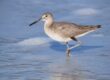 animal, bird, willet, beach, wildlife, shorebird, sea, wading, water, coastal, nature, grey, feathers, animal photography, natural habitat, ecology, calm, wetlands, solitude, birdwatching
