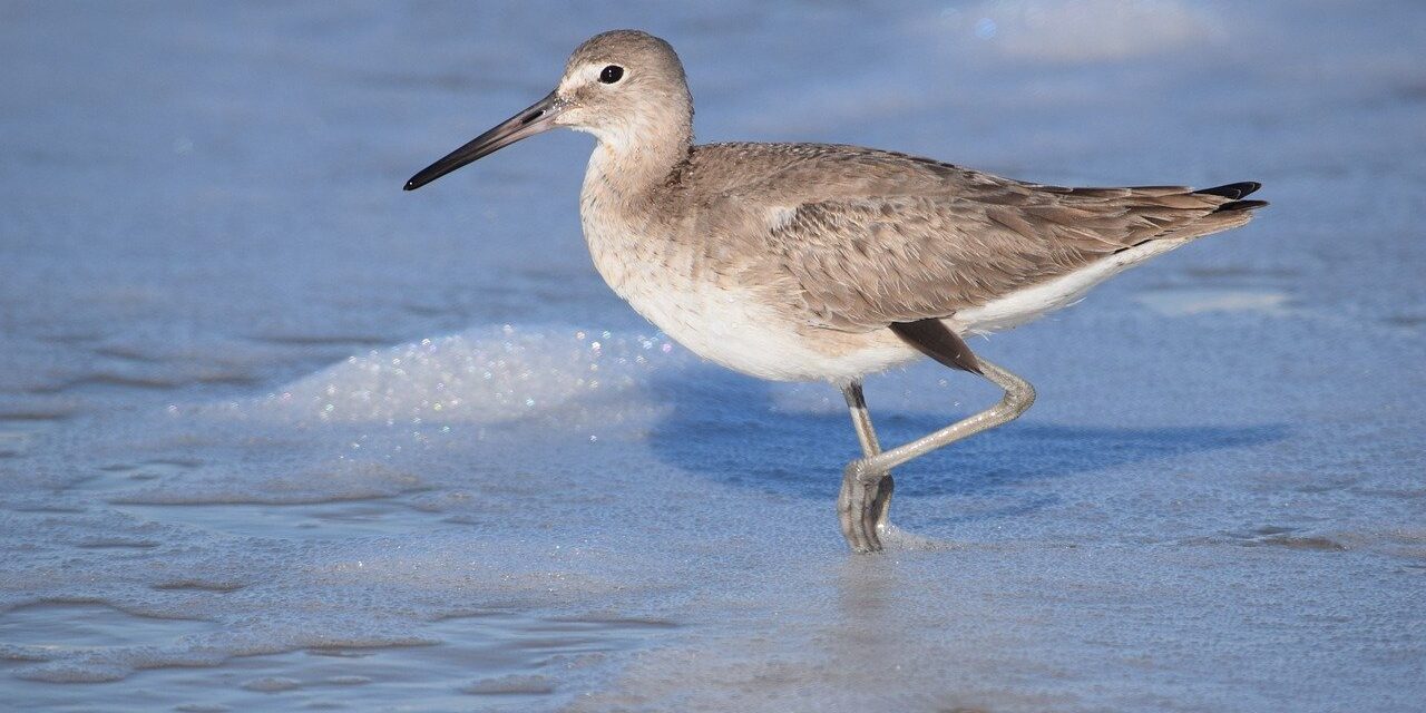 Photo by Red2dye4 animal, bird, willet, beach, wildlife, shorebird, sea, wading, water, coastal, nature, grey, feathers, animal photography, natural habitat, ecology, calm, wetlands, solitude, birdwatching