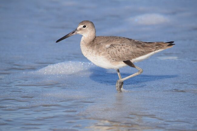 animal, bird, willet, beach, wildlife, shorebird, sea, wading, water, coastal, nature, grey, feathers, animal photography, natural habitat, ecology, calm, wetlands, solitude, birdwatching