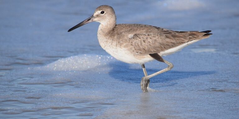 animal, bird, willet, beach, wildlife, shorebird, sea, wading, water, coastal, nature, grey, feathers, animal photography, natural habitat, ecology, calm, wetlands, solitude, birdwatching
