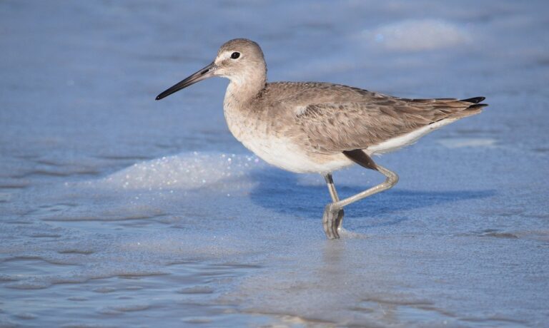 Photo by Red2dye4 animal, bird, willet, beach, wildlife, shorebird, sea, wading, water, coastal, nature, grey, feathers, animal photography, natural habitat, ecology, calm, wetlands, solitude, birdwatching