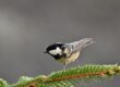 bird, coal tit, branch, pine needle, conifer, winter, vegetation, feather, wildlife, ornithology, songbird, nature, wild, black and white, bough, winter nature, cool color, mountain, bark, birdwatching