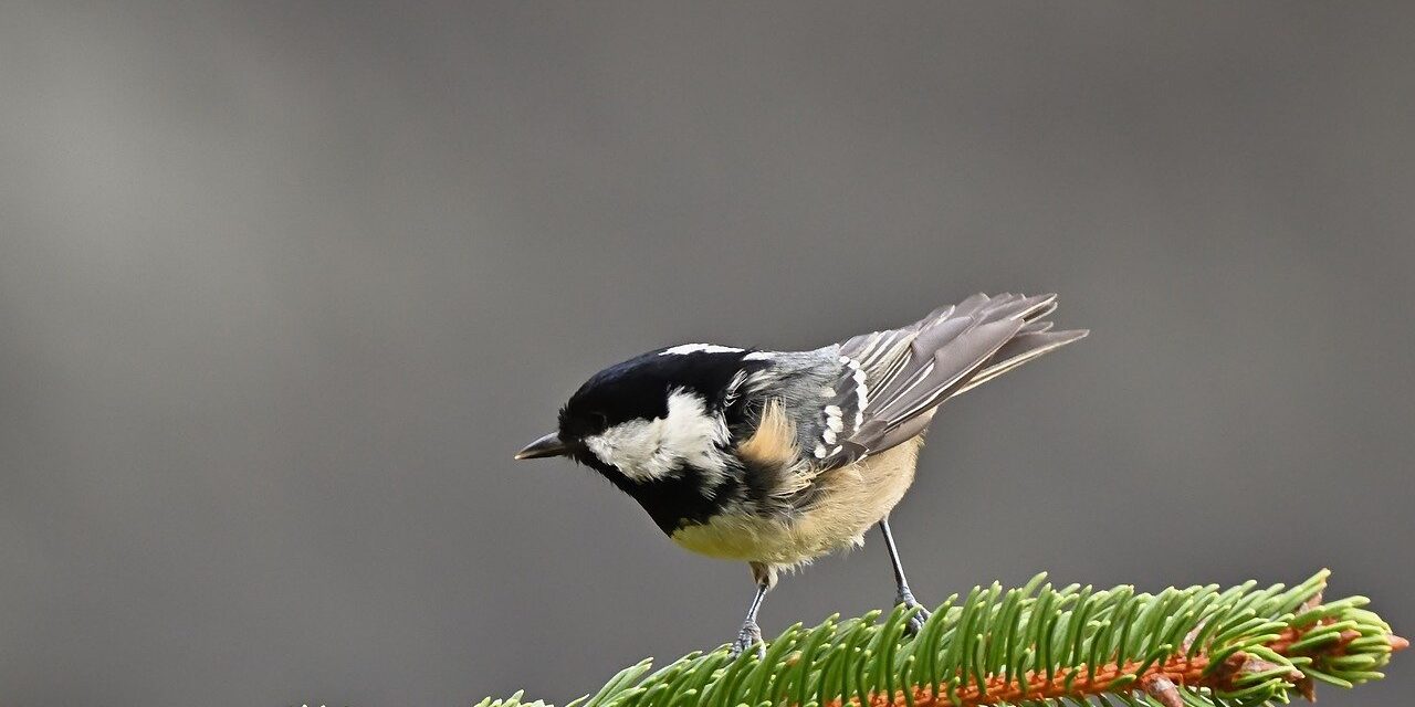 Photo by jggrz bird, coal tit, branch, pine needle, conifer, winter, vegetation, feather, wildlife, ornithology, songbird, nature, wild, black and white, bough, winter nature, cool color, mountain, bark, birdwatching