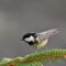 bird, coal tit, branch, pine needle, conifer, winter, vegetation, feather, wildlife, ornithology, songbird, nature, wild, black and white, bough, winter nature, cool color, mountain, bark, birdwatching