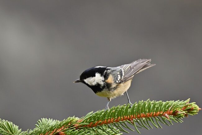 bird, coal tit, branch, pine needle, conifer, winter, vegetation, feather, wildlife, ornithology, songbird, nature, wild, black and white, bough, winter nature, cool color, mountain, bark, birdwatching