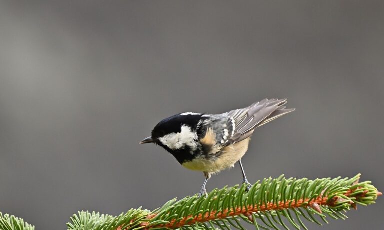 Photo by jggrz bird, coal tit, branch, pine needle, conifer, winter, vegetation, feather, wildlife, ornithology, songbird, nature, wild, black and white, bough, winter nature, cool color, mountain, bark, birdwatching