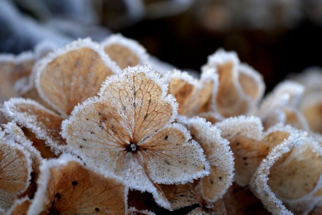 hydrangeas, autumn colors, frozen, frost, ice crystals, icy, winter, hoarfrost, cold, nature, in the winter, ice cream, winter magic, wintry, plant, freezing, frosty, season, outdoors, winter motif, winter idyll