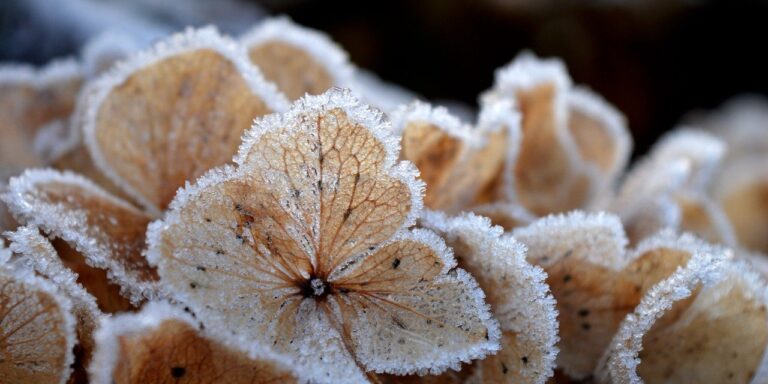 Photo by neelam279 hydrangeas, autumn colors, frozen, frost, ice crystals, icy, winter, hoarfrost, cold, nature, in the winter, ice cream, winter magic, wintry, plant, freezing, frosty, season, outdoors, winter motif, winter idyll