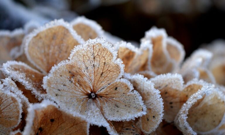 hydrangeas, autumn colors, frozen, frost, ice crystals, icy, winter, hoarfrost, cold, nature, in the winter, ice cream, winter magic, wintry, plant, freezing, frosty, season, outdoors, winter motif, winter idyll
