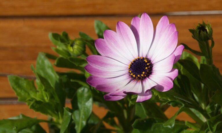 african daisy, pink flowers, garden, natural, foliage, sunlight, colorful, macro photography, brick wall, natural beauty, outdoor, flower details, blooming, spring, vertical photography, vibrant flower, contrasting background, nature, bokeh effect