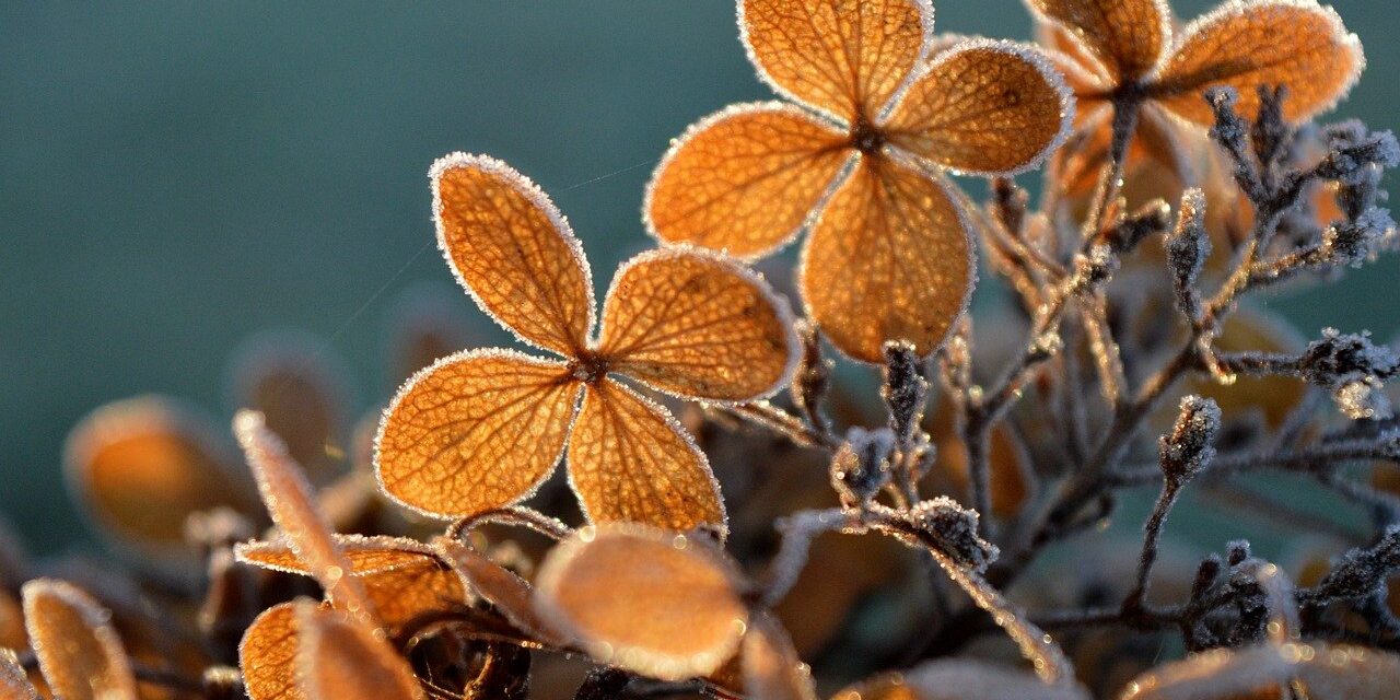 hydrangea, backlighting, frozen, frost, ice crystals, icy, winter, hoarfrost, cold, nature, winter magic, freezing, frosty, autumn colors, dried hydrangeas, ornamental plant, ephemeral, faded, leaf veins, leaf buds, lighting mood, hd background, hydrangea flower, leaf structure