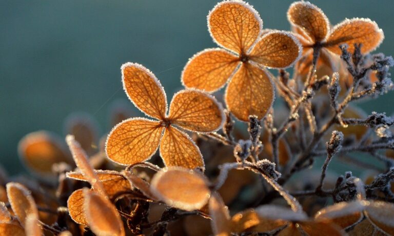 hydrangea, backlighting, frozen, frost, ice crystals, icy, winter, hoarfrost, cold, nature, winter magic, freezing, frosty, autumn colors, dried hydrangeas, ornamental plant, ephemeral, faded, leaf veins, leaf buds, lighting mood, hd background, hydrangea flower, leaf structure