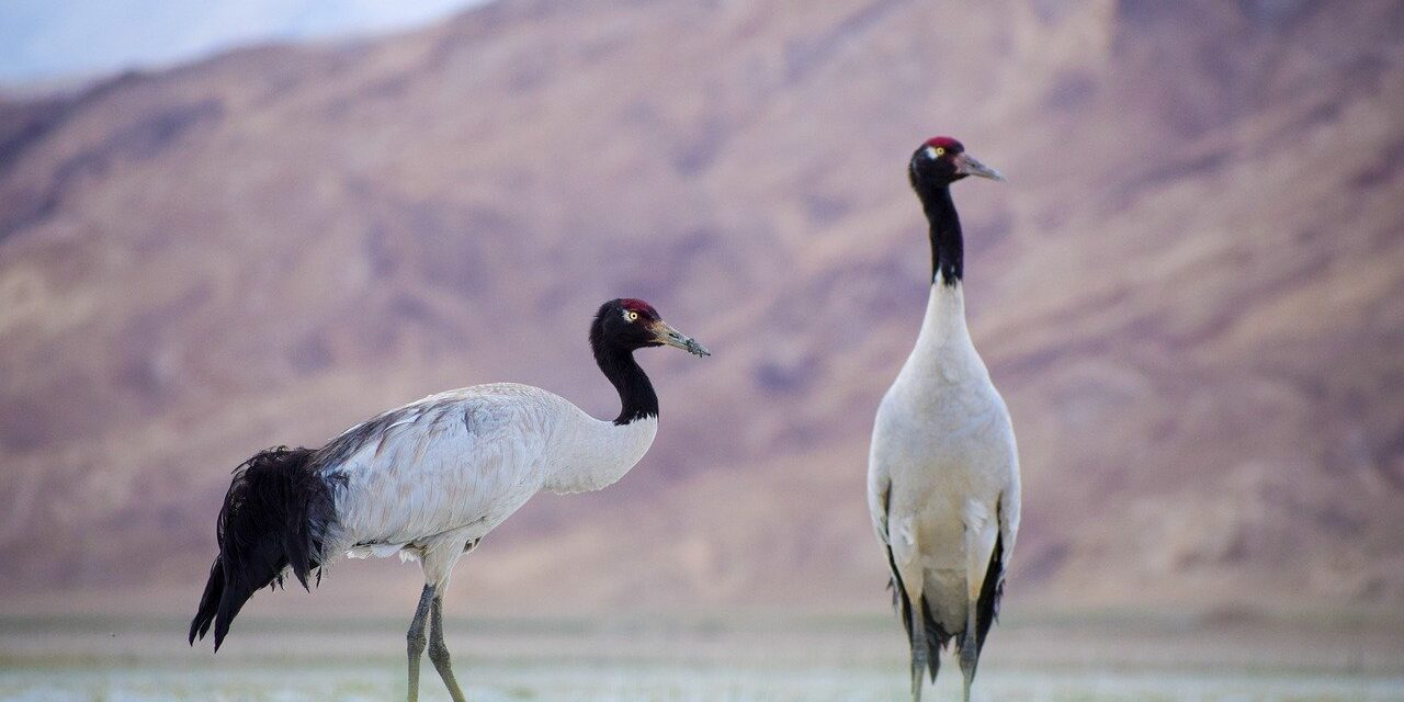 bird, top, nature