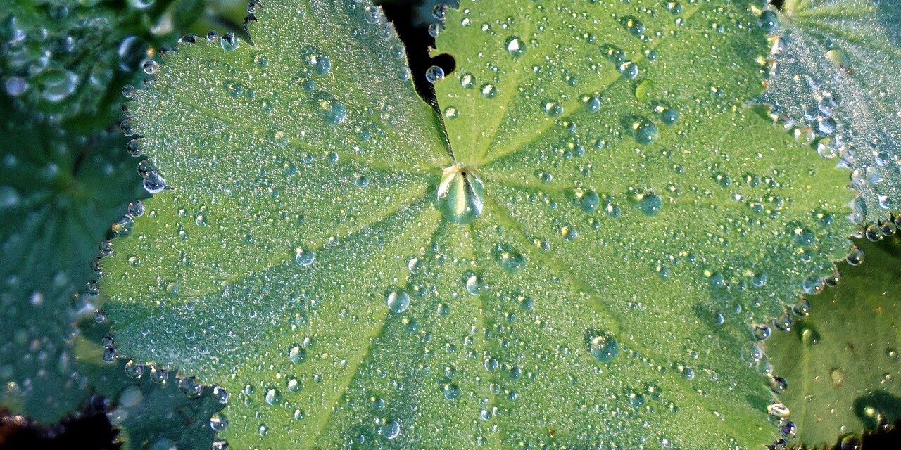 leaf, green, dew drops, dew, drops, droplets, wet, foliage, nature, water