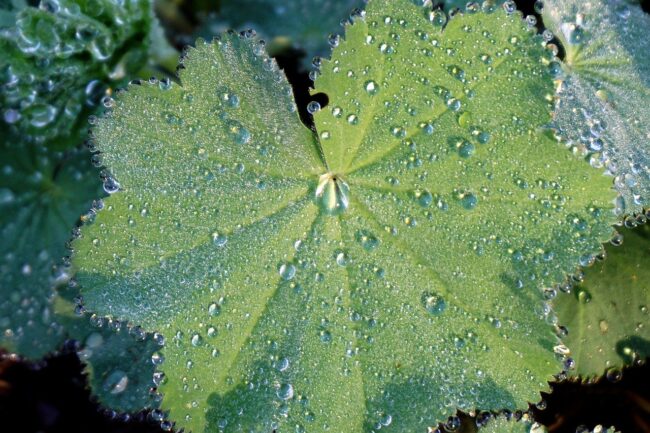 leaf, green, dew drops, dew, drops, droplets, wet, foliage, nature, water